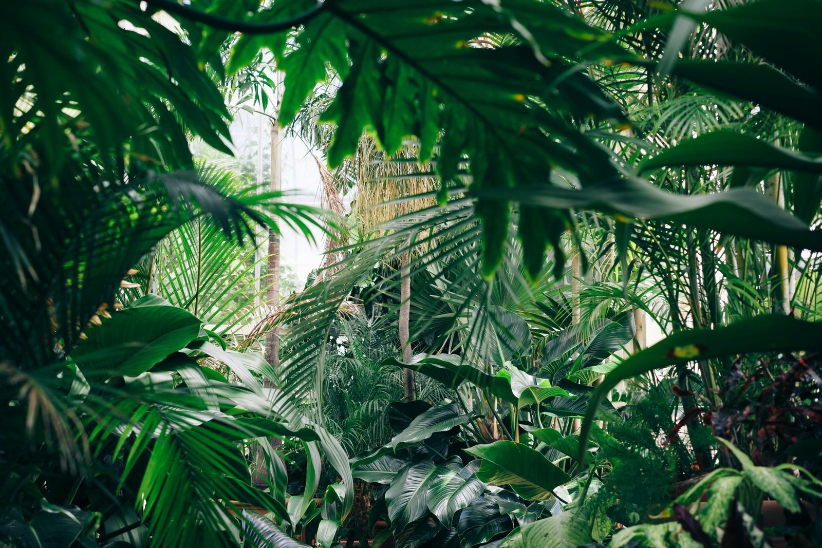 area covered with green leafed plants